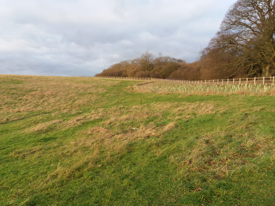 Harewood common